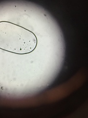 Bacillus