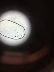 Bacillus
