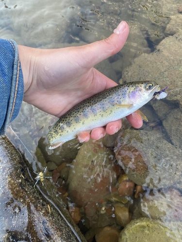 iNaturalist observation 2023-09-19