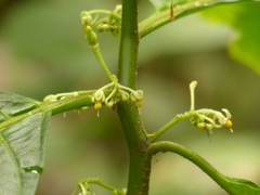 Solanum anceps
