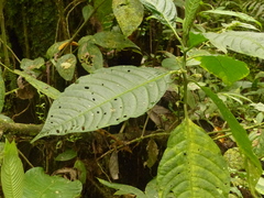 Solanum anceps