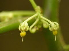 Solanum anceps