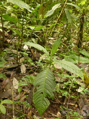 Solanum anceps