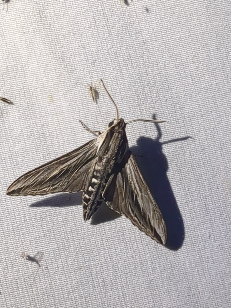 Sphinx vanbuskirki from FAIR OAKS, TX 78006, USA on September 19, 2023 ...