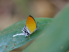 Eooxylides tharis distanti