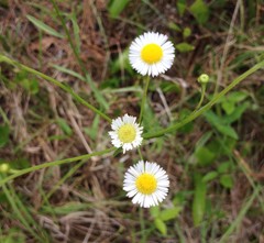 Erigeron strigosus strigosus