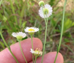 Erigeron strigosus strigosus