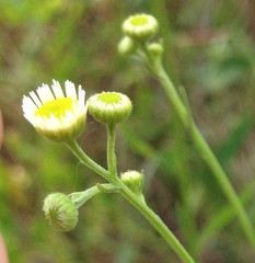 Erigeron strigosus strigosus