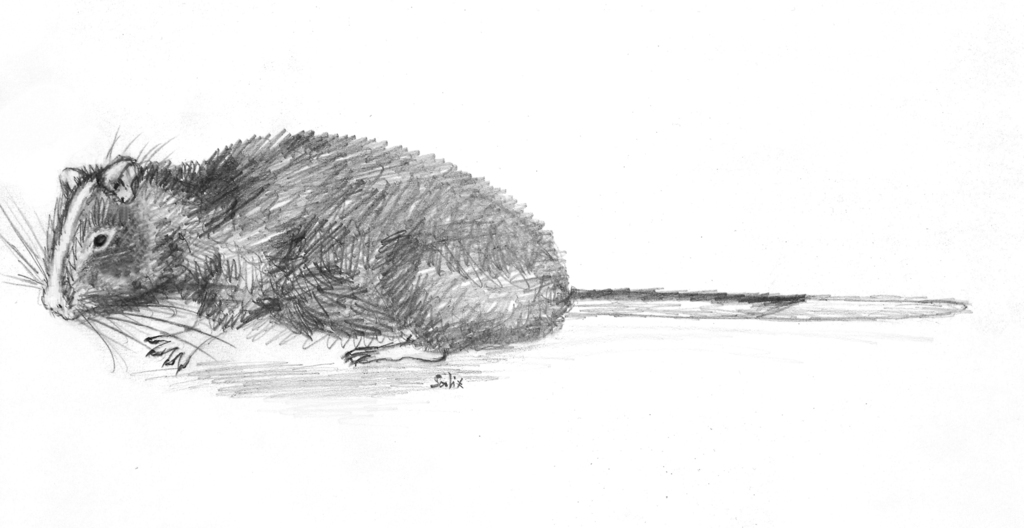 Machu Picchu Arboreal Chinchilla Rat