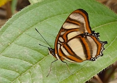 Metamorpha elissa