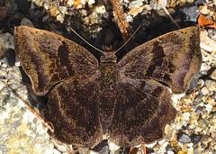 Antigonus mutilatus