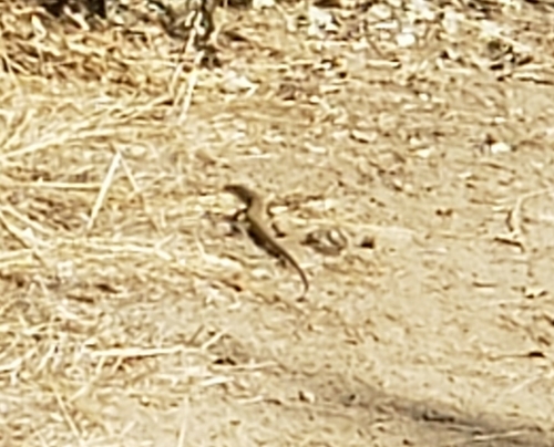 iNaturalist observation photo of Western Whiptail