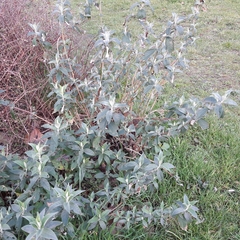 Buddleja davidii