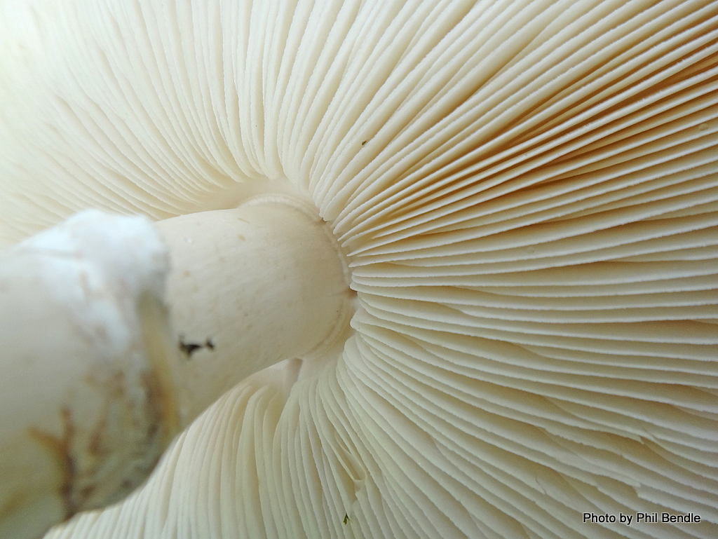 Leucoagaricus leucothites image