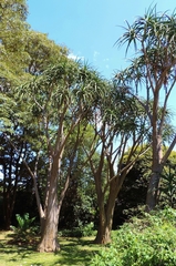 Aloidendron barberae
