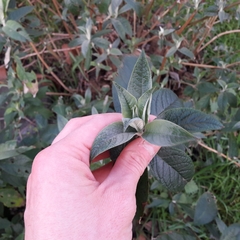 Buddleja davidii