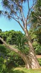 Aloidendron barberae