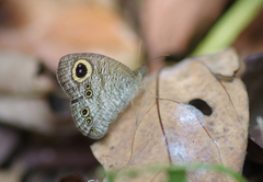 Ypthima baldus newboldi