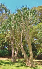 Aloidendron barberae