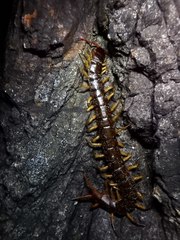 Scolopendra dehaani