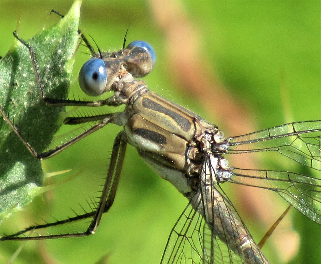 California Spreadwing