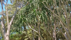Aloidendron barberae