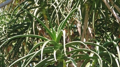 Aloidendron barberae