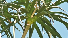 Aloidendron barberae