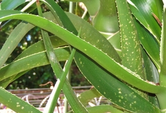 Aloidendron barberae