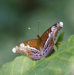 Lebadea martha parkeri