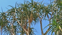 Aloidendron barberae