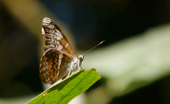 Lebadea martha parkeri