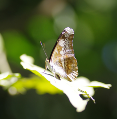 Lebadea martha parkeri