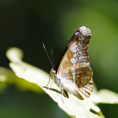 Lebadea martha parkeri