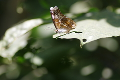 Lebadea martha parkeri