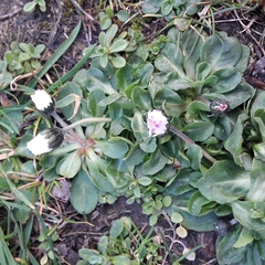 Bellis perennis