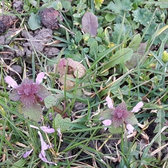 Lamium purpureum