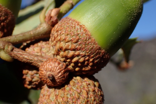 Quercus berberidifolia × engelmannii