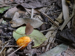 Faunis canens arcesilas