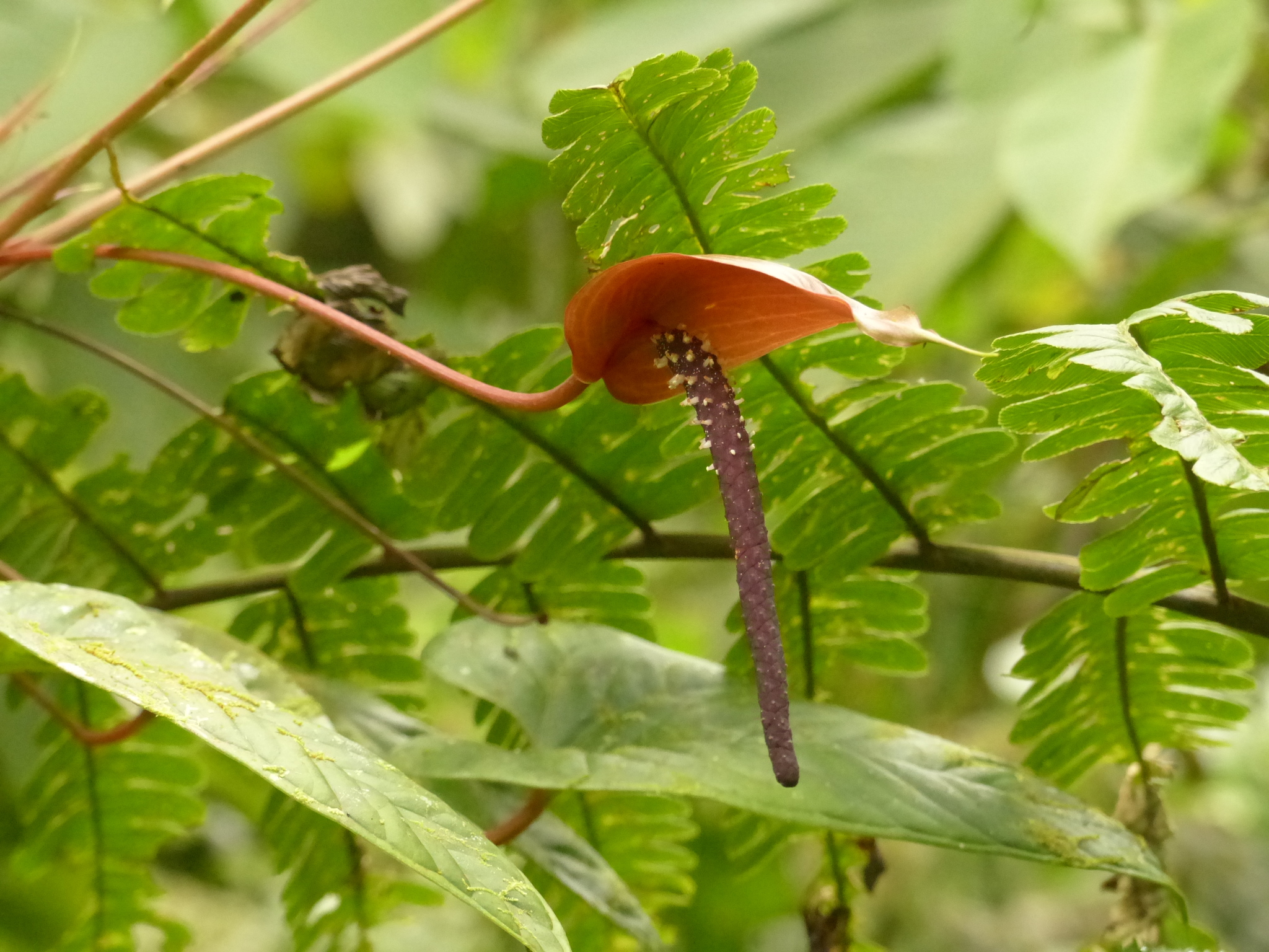 Anthurium oxybelium