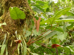 Anthurium oxybelium