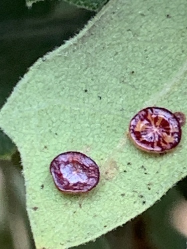 Leather Oak fruiting
