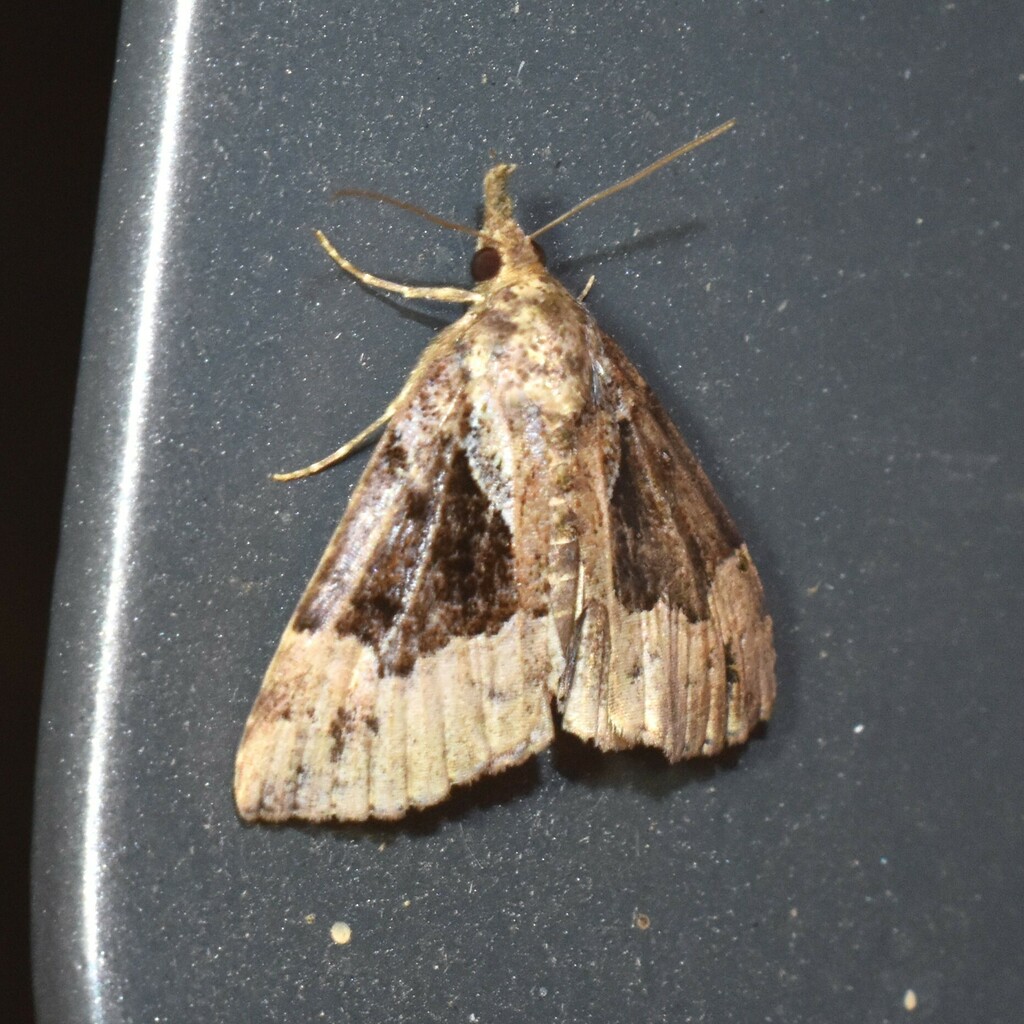 Mottled Snout