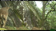 Capra pyrenaica victoriae