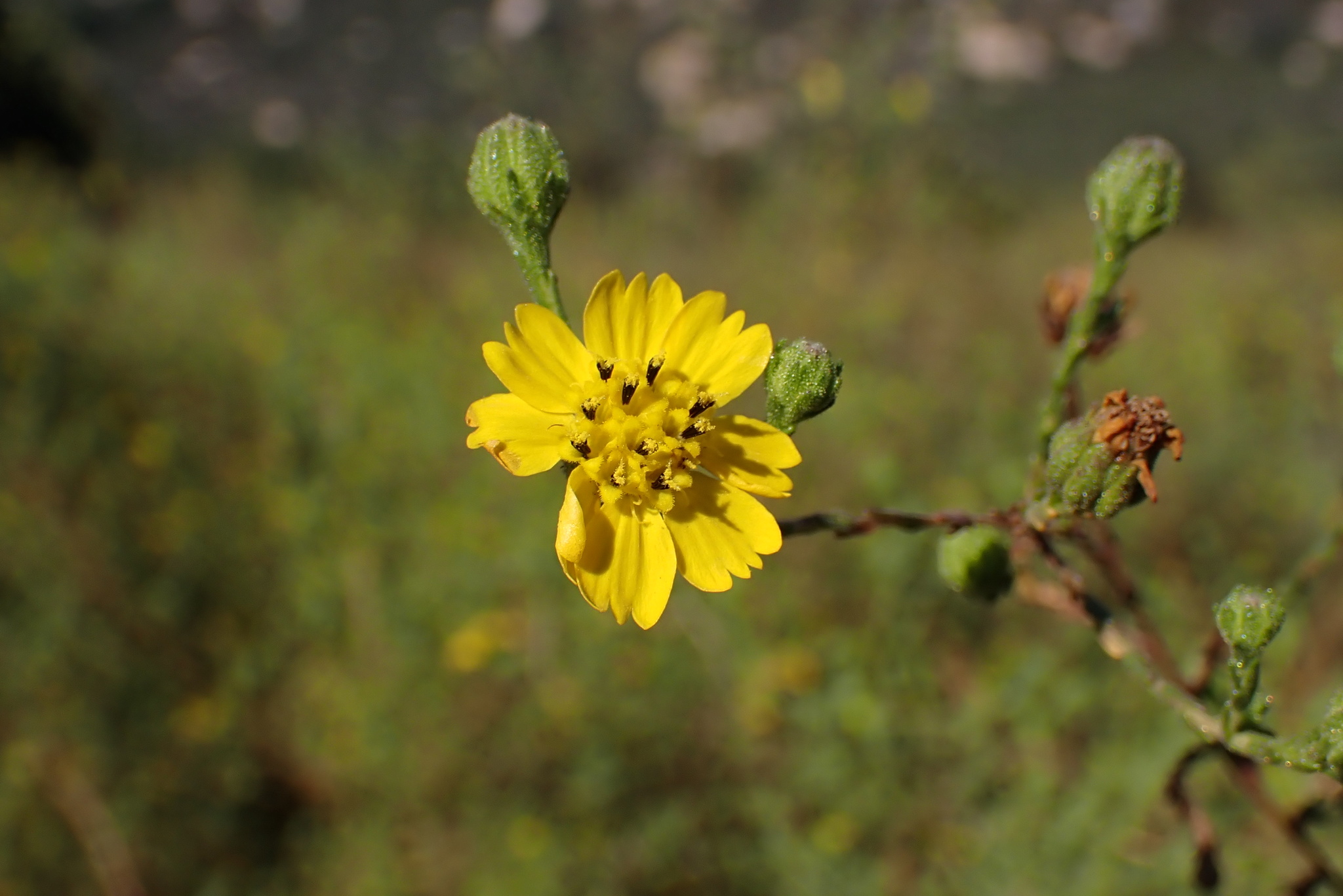 Deinandra paniculata