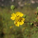 Deinandra paniculata - Photo (c) nathantay, algunos derechos reservados (CC BY-NC)