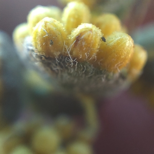 Dwarf bur ragweed (Ambrosia pumila)