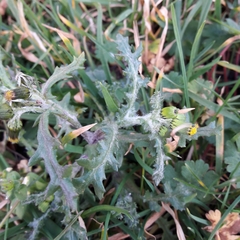 Senecio vulgaris