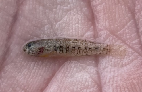 Code goby (Gobiosoma robustum) — Gobiidae — 2