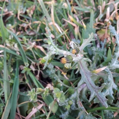 Senecio vulgaris